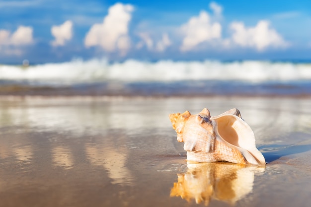 Muschel am Sandstrand