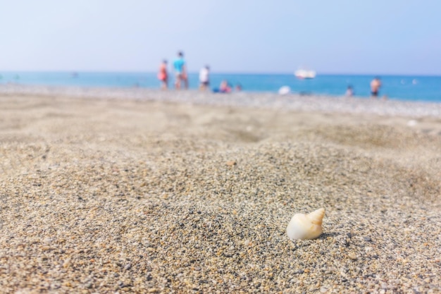 Muschel am Sommersandstrand