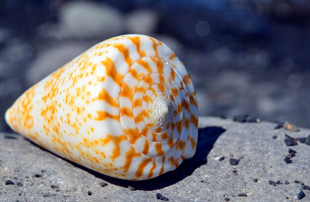 Muschel am Strand am Meer.