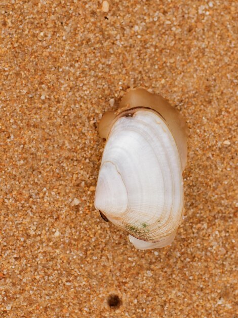 Foto muschel am strand im sand