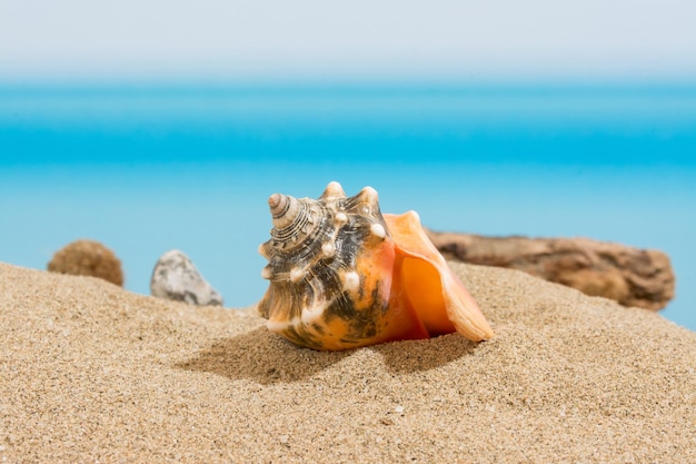 Muschel am Strand