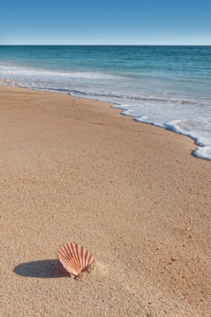 Muschel am Strand