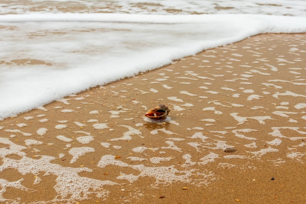 Muschel am Strand