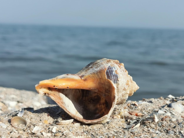 Muschel am Strand