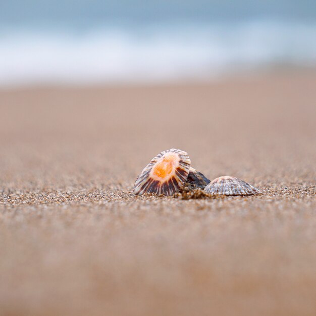 Muschel am Strand