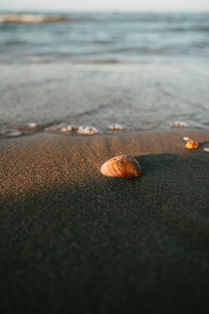 Muschel am Strandufer im Mittelmeer