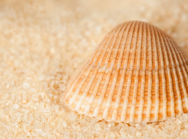 Muschel auf dem Sand auf unscharfem Hintergrund, Nahaufnahme