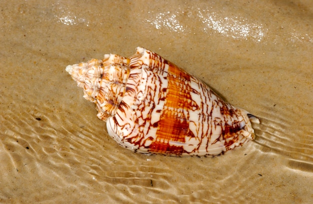 Muschel auf dem Strandsand als Hintergrund.