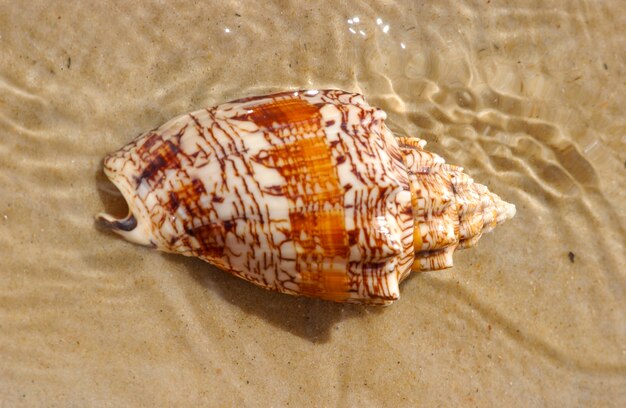 Muschel auf dem Strandsand als Hintergrund.