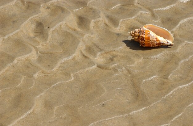 Muschel auf dem Strandsand als Hintergrund.