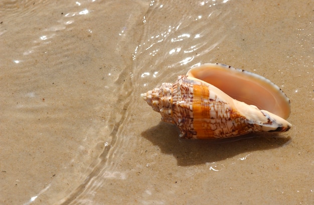 Muschel auf dem Strandsand als Hintergrund.