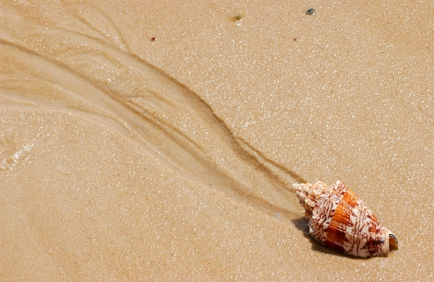 Muschel auf dem Strandsand als Hintergrund.