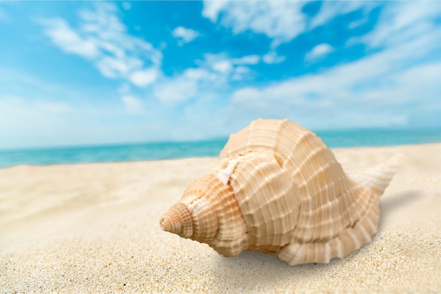 Muschel auf Sand im Hintergrund