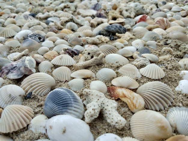 Foto muschel auf sand