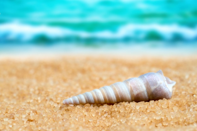 Muschel im Sand auf dem Hintergrund von Strand und Meer