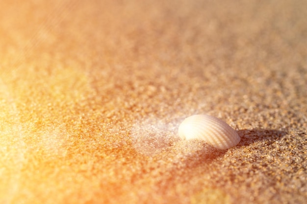 Muschel im Sand. Blick auf den Sandstrand und die Strahlen der untergehenden Sonne