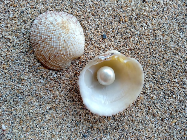 Muschel mit Perle Muscheln und Perlen im Sand