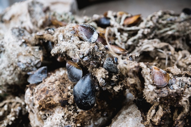 Muschel-Muschelschalen in Fischernetzen verwickelt