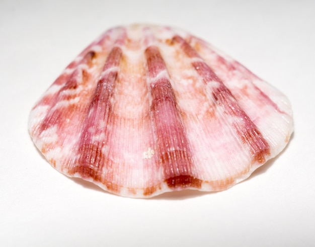 Muschel-Seashell-Makro