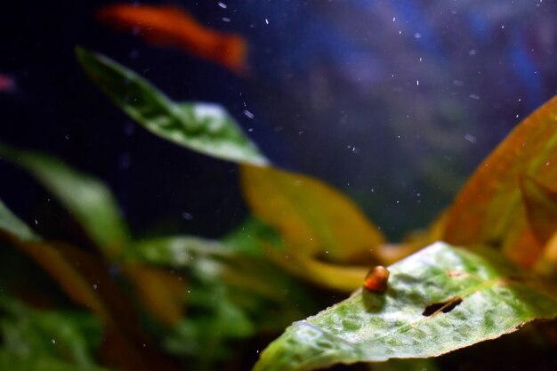 Muschel unter Wasser im Aquarium