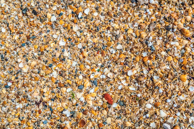 Muschelfelsen auf dem Uferhintergrund