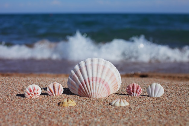 Muscheln am Strand. Sandstrand mit Wellen.