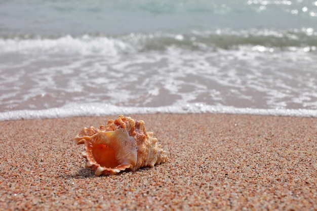 Muscheln am Strand Sandstrand mit Wellen