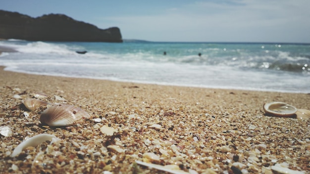 Muscheln am Strand