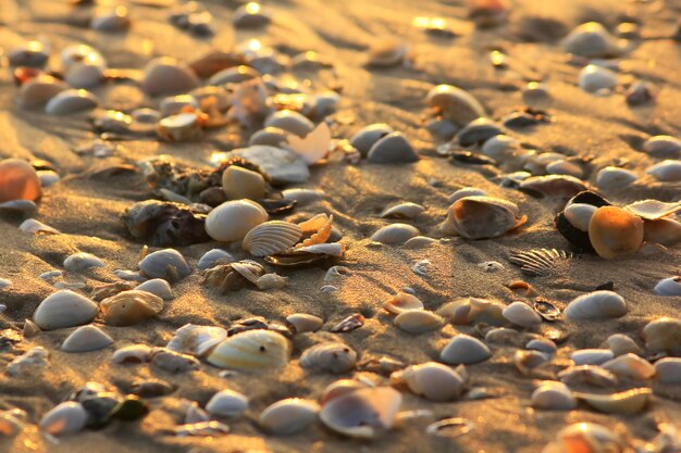 Muscheln am Strand