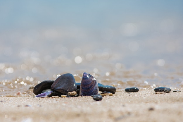 Muscheln am Strand