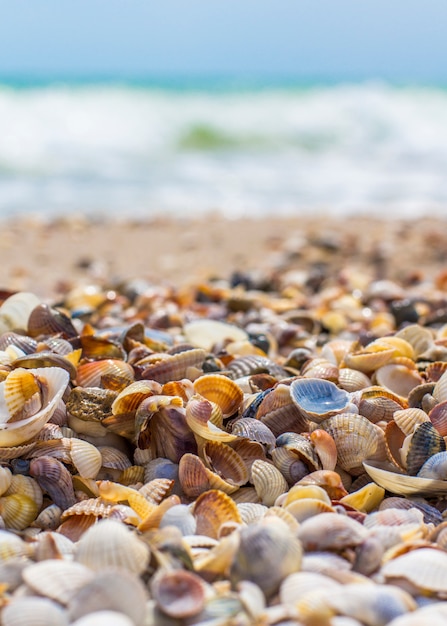 Muscheln an der Küste. Wellen. Küste