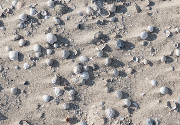 Muscheln an einem Sandstrand