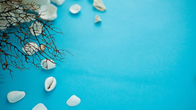 Muscheln auf blauem Hintergrund