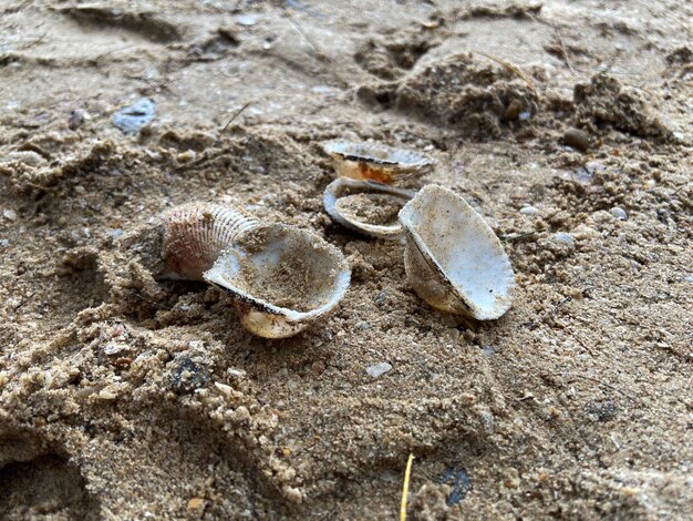 Foto muscheln auf dem sand am strand in verschiedenen formen