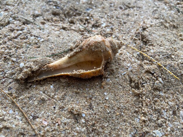 Muscheln auf dem Sand am Strand in verschiedenen Formen