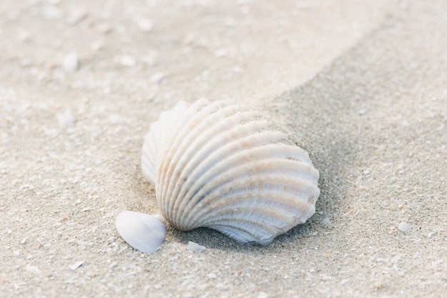 Muscheln auf dem Sandstrand im Hintergrund, Draufsicht