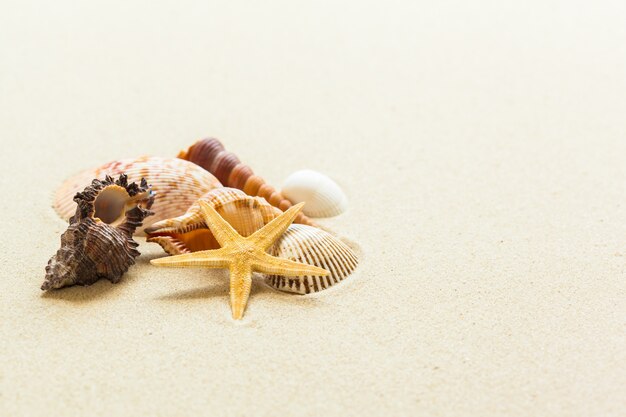 Muscheln auf dem Strandsand