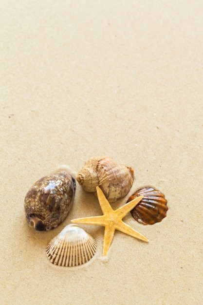 Muscheln auf dem Strandsand