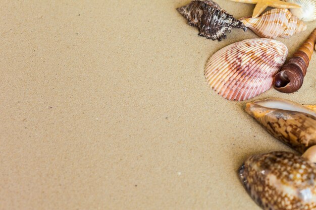 Muscheln auf dem Strandsand