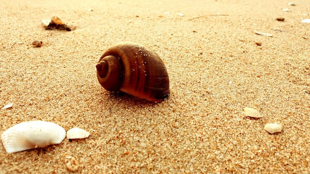 Muscheln auf einem Strandhintergrund