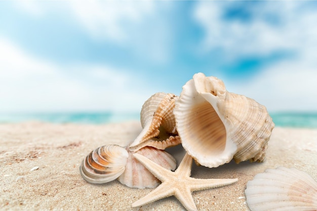 Muscheln auf Hintergrund des sandigen Strandes