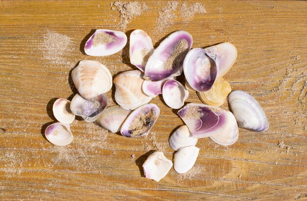 Muscheln auf Holzbrettern Reisekonzept für den Sommerurlaub