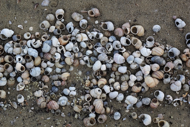 Muscheln auf nahtlosem Sandhintergrund