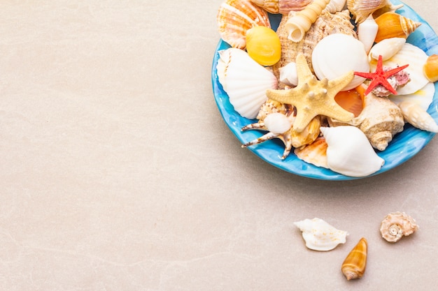 Muscheln auf Platte, Draufsicht, Sommerkonzept