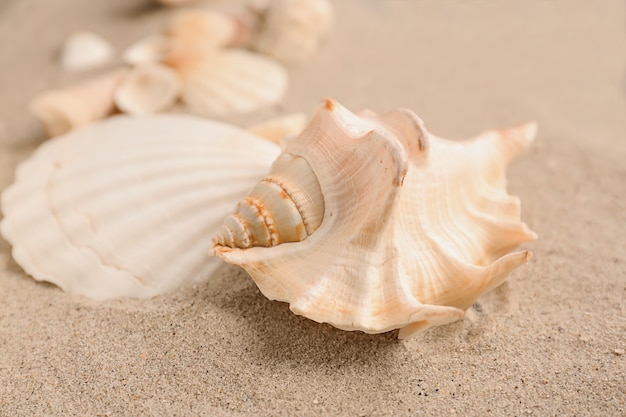 Muscheln auf Sand