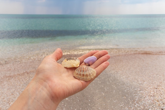 Muscheln. Bunte schöne Muscheln auf blauem Ozeanhintergrund. Frauenhand, die verschiedene Muscheln hält.