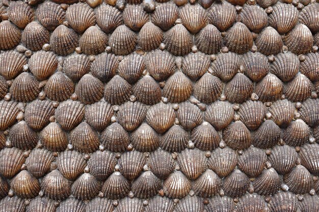 Foto muscheln hintergrund tapete im maritimen stil