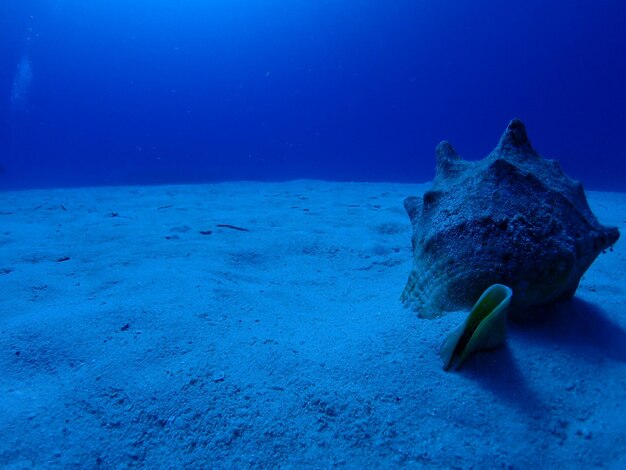 Foto muscheln im meer