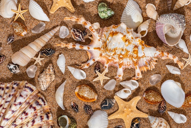 Muscheln im Sandhintergrund