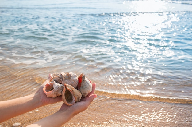 Muscheln in den Händen auf dem Hintergrund des Meeres
